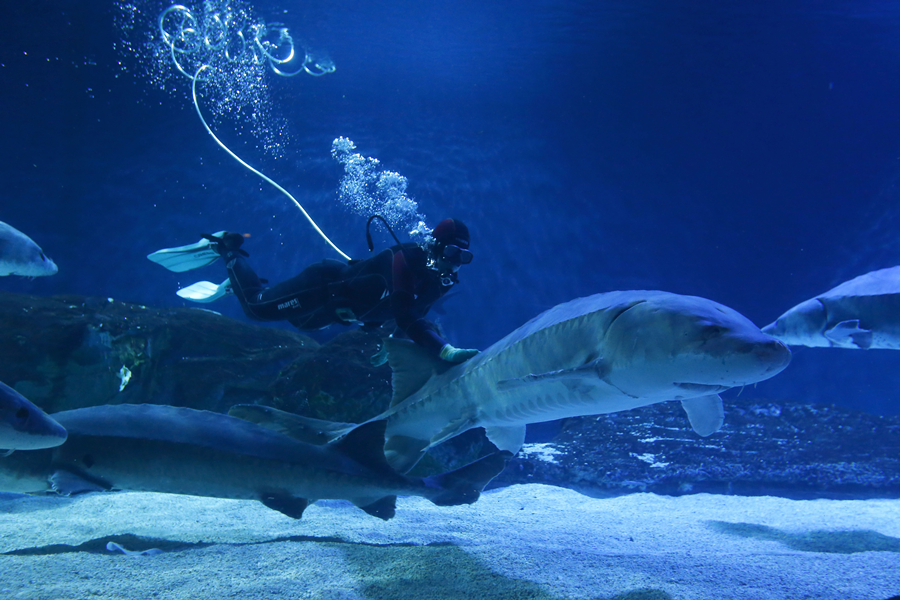 Biggest wild Chinese sturgeon seeks treatment in Beijing