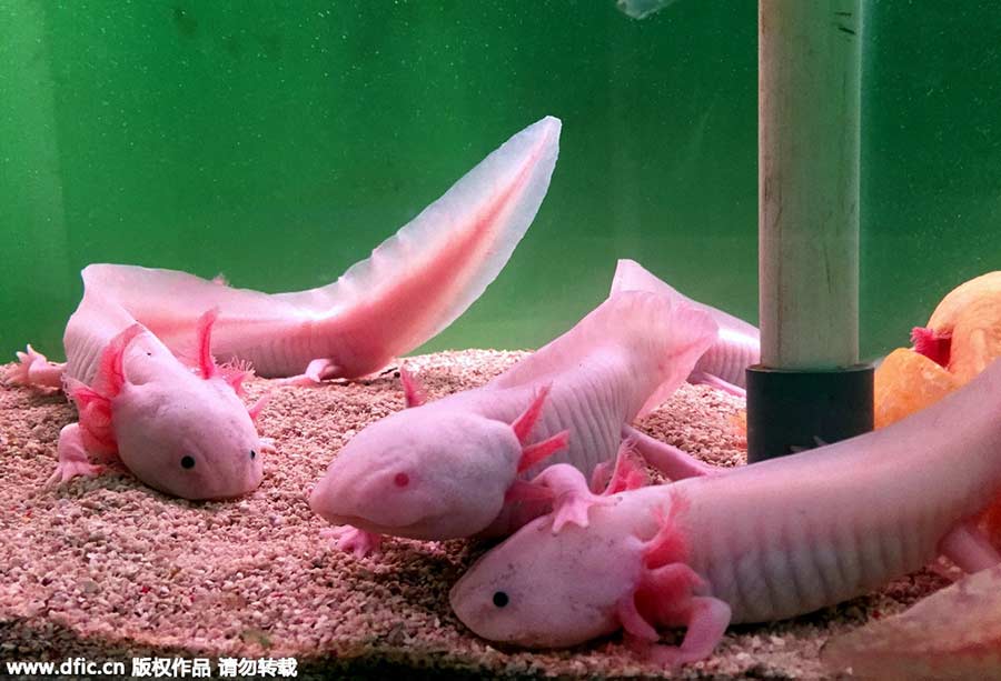 Mexico's 'fish with feet' spotted in China