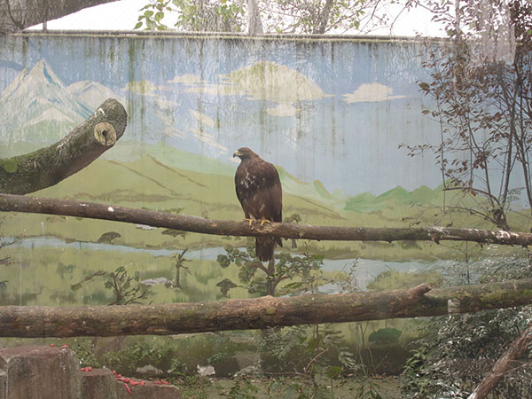 Paintings on habitat walls appeal to zoo visitors