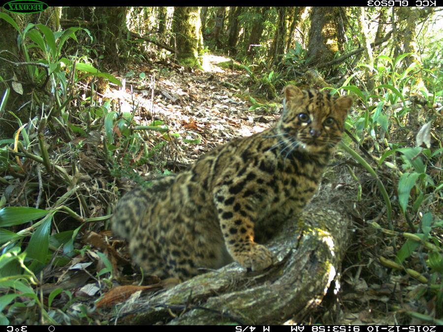 Marbled cat seen in Gaoligong Mountain, SW China's Yunnan