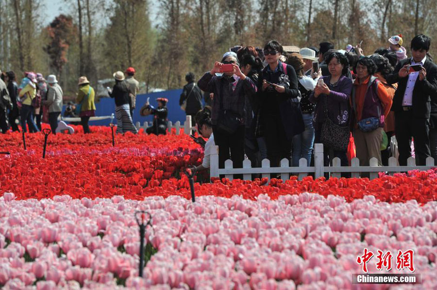 600,000 tulips bloom in Kunming