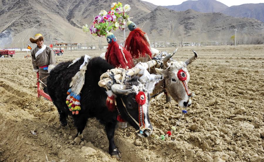 What's spring plowing like on the 'Roof of the World'?