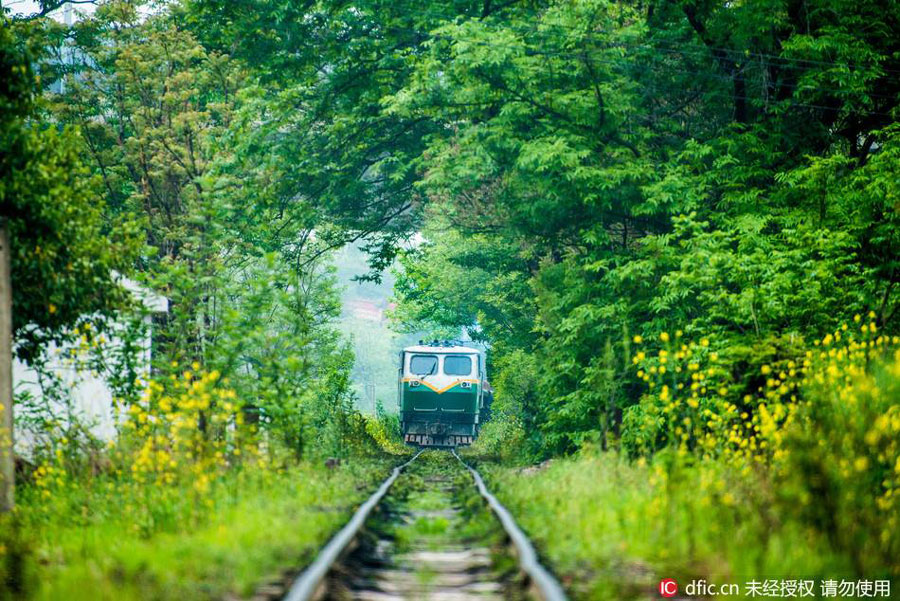 Train rides through blossoms