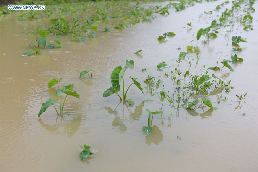 Torrential rainfall triggers flash flood in China's Guangxi