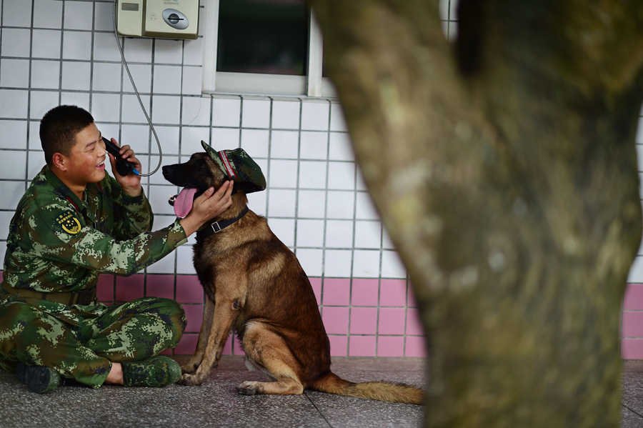 Sniffer dogs play games, train on international anti-drug day