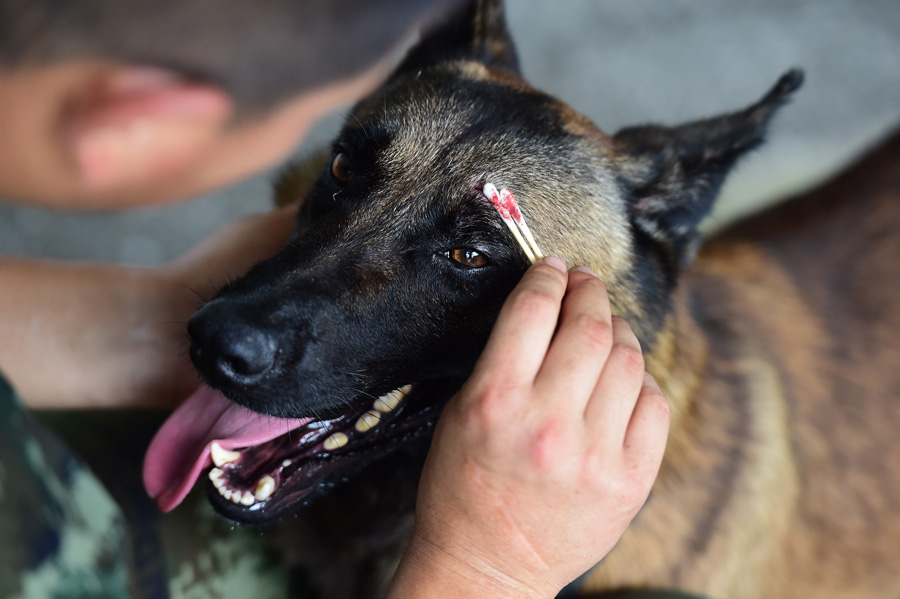 Sniffer dogs play games, train on international anti-drug day