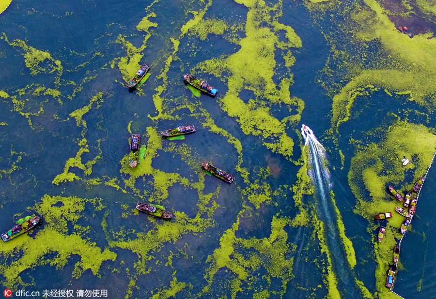 Large amount of sea grass besieges Qingdao