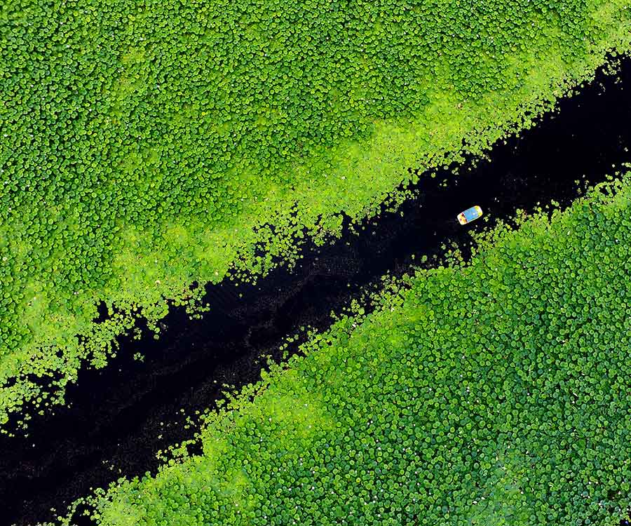 Stunning aerial views of a serene lotus lake