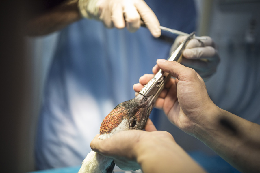 3D-printing helps red-crowned crane get new beak