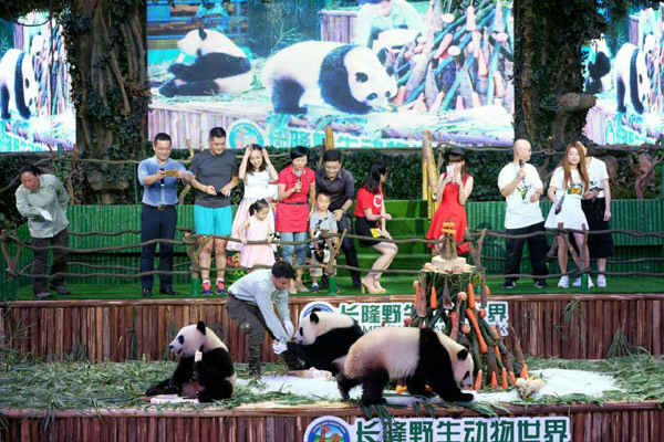 Panda triplets celebrate second birthday in Guangzhou