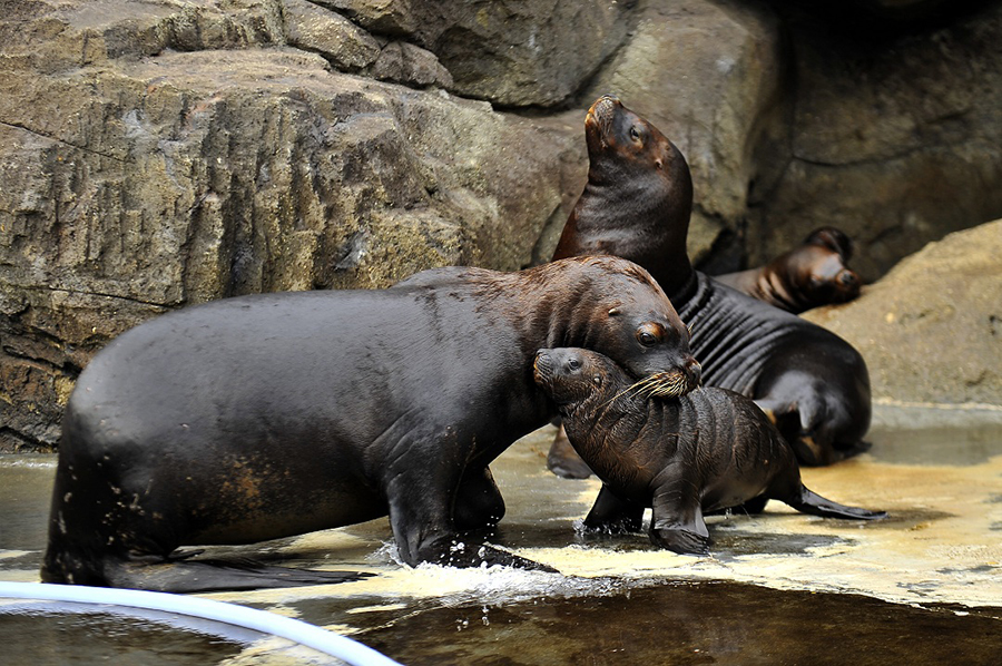 Abandoned baby sea lion fed by human father