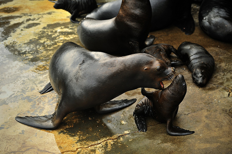 Abandoned baby sea lion fed by human father