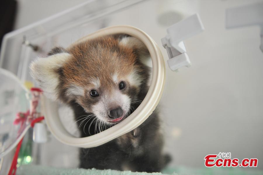 Zoo breeds red panda in captivity