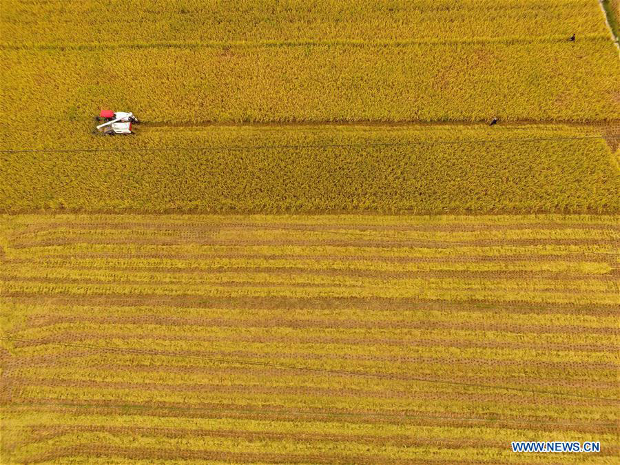 Autumn harvest season begins across China