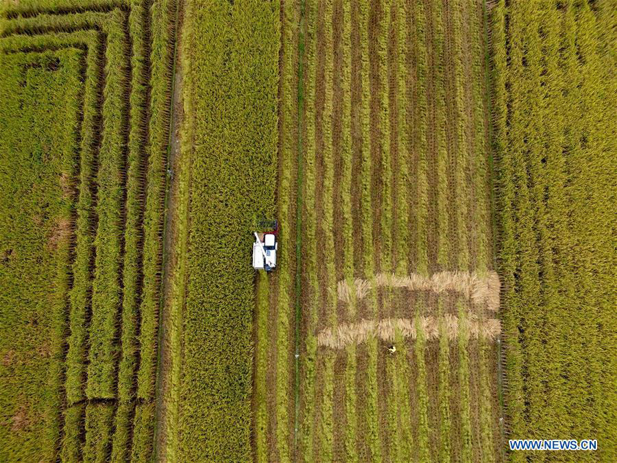 Autumn harvest season begins across China