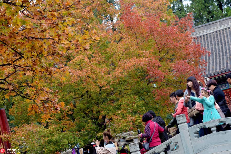 Red leaves reveal beauty of autumn