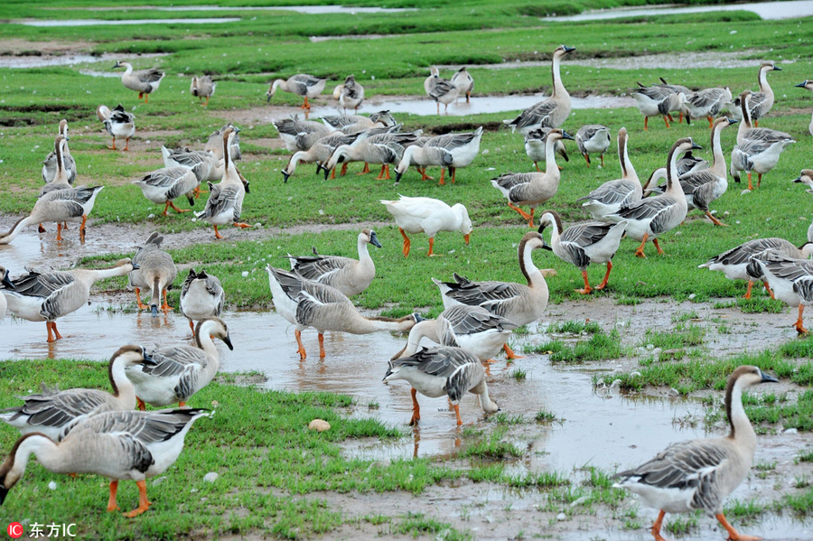 Poyang Lake welcomes migrating birds