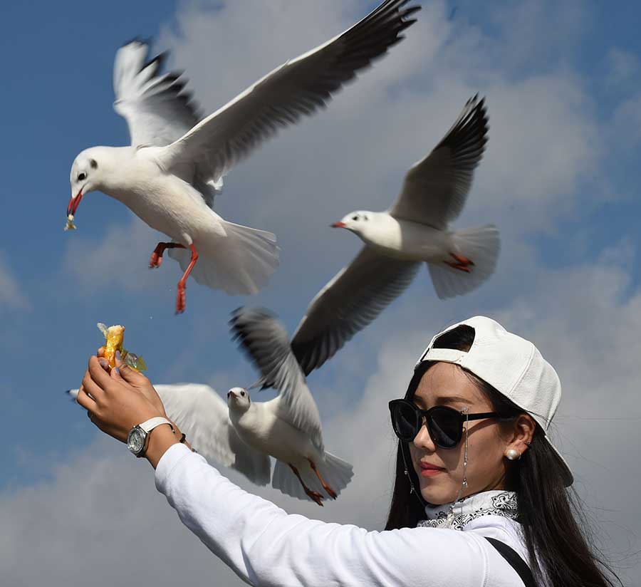 Black-headed gulls seen at Dianchi Lake in Kunming