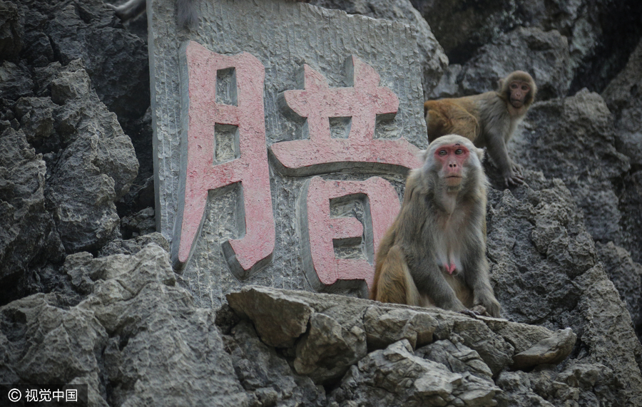 Villagers convert farmland to forest for monkeys