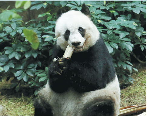 Anything but the bear necessities for Hong Kong's pandas