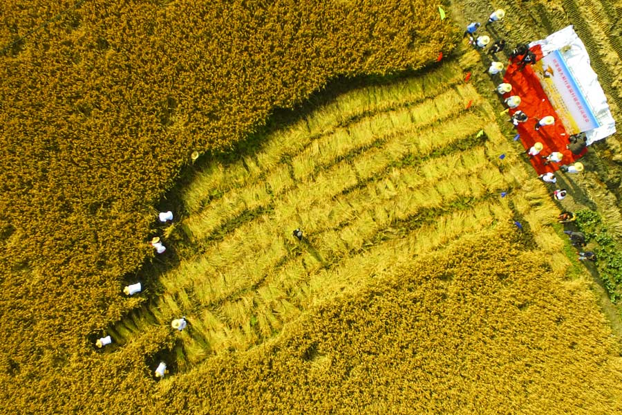 Villagers compete in rice harvest race