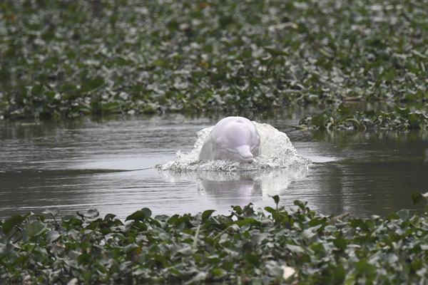 Wildlife experts try to help dolphin lost in freshwater river