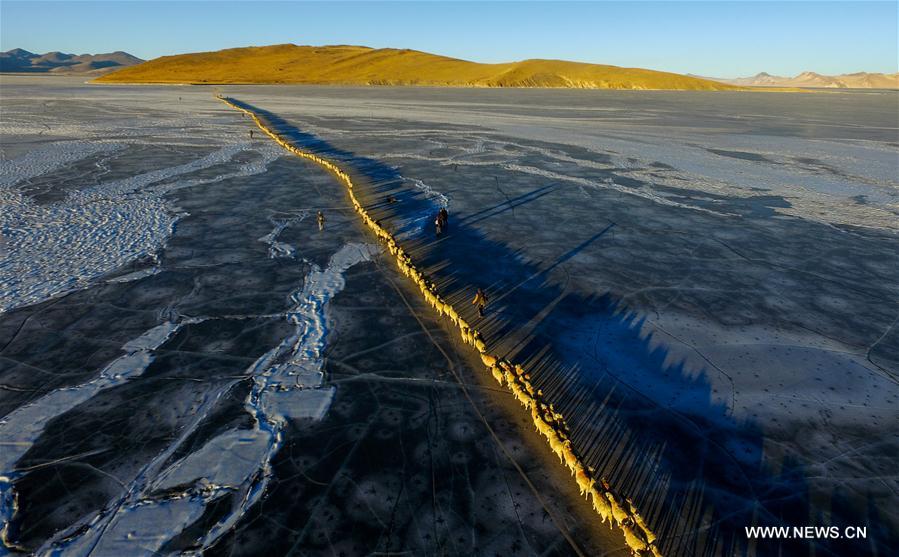 Annual migration of herds of sheep across world's highest lakes