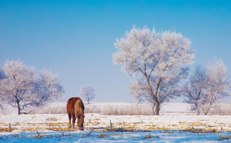 Rime scenery seen in NE China's Jilin