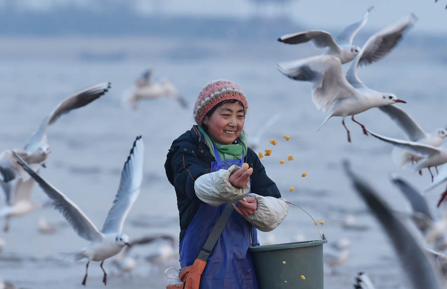 'Seagull mother' feeds thousands of birds at own expense