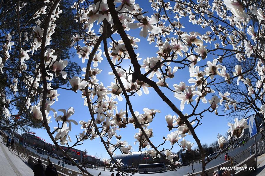 Magnolia flowers blossom along Changan Avenue in Beijing