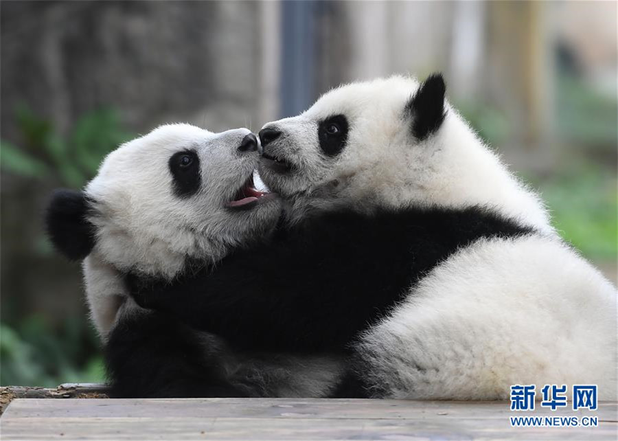 Celebrations mark naming ceremony of three panda cubs