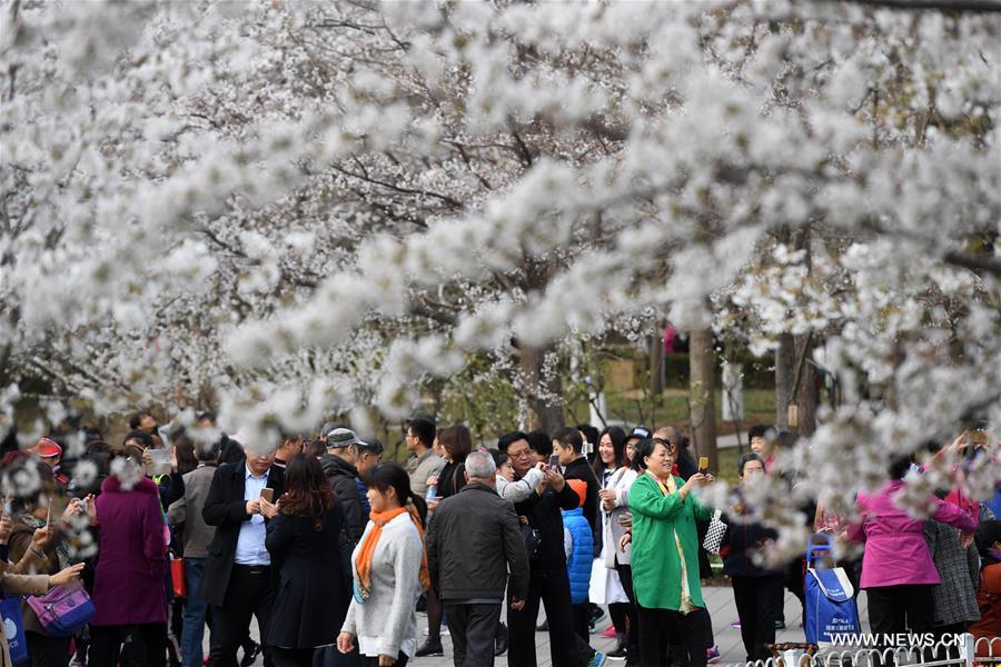 Beijing park packed with tourists for cherry blossoms