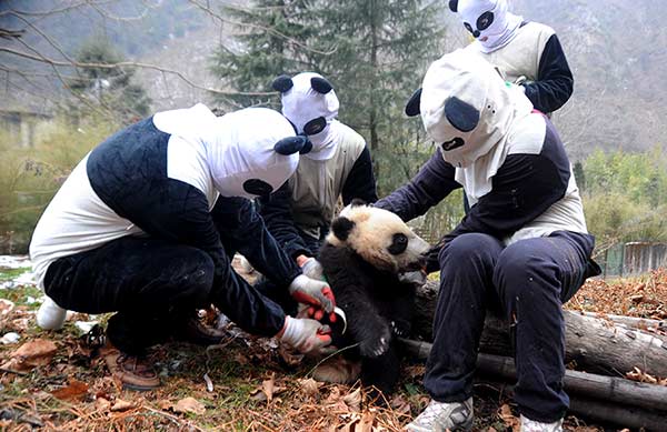 National park to drive revival of wild pandas