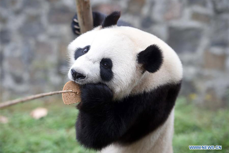 Panda cubs move to Dutch palace