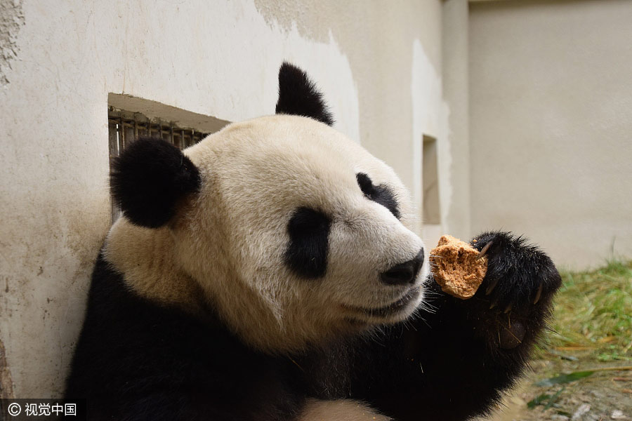 Panda cubs move to Dutch palace