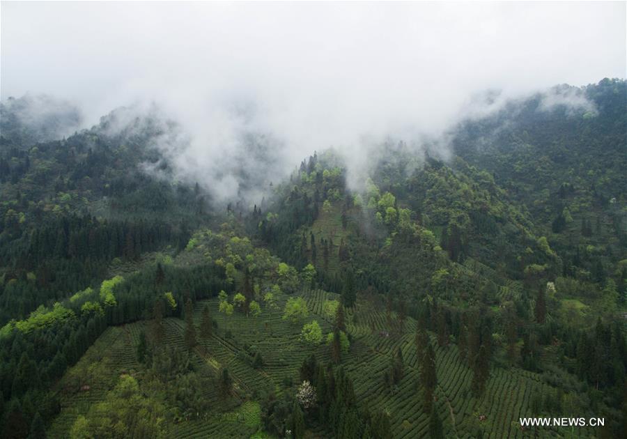 Organic tea gardens developed on Emei mountain in SW China