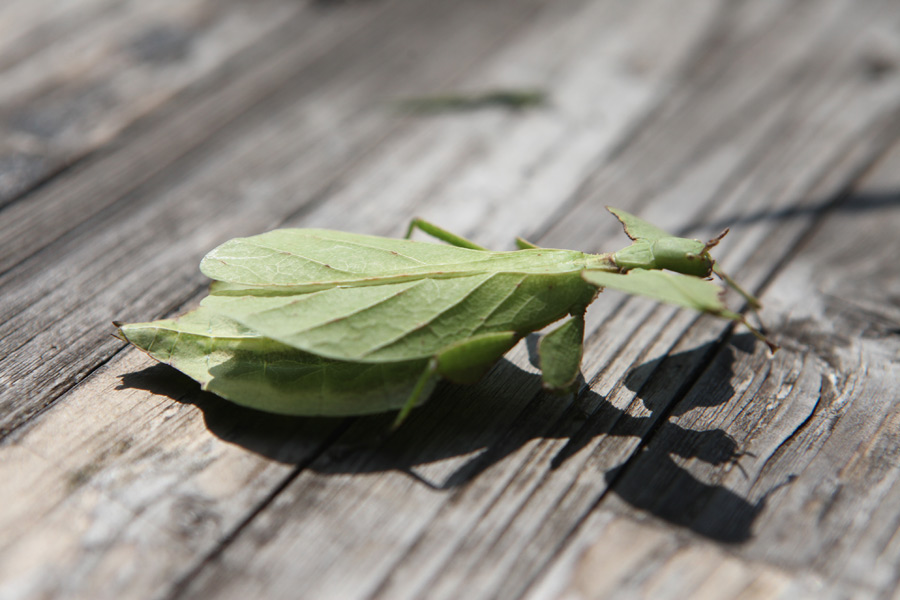 Rare Yunnan insect looks like a 'leaf' that can walk