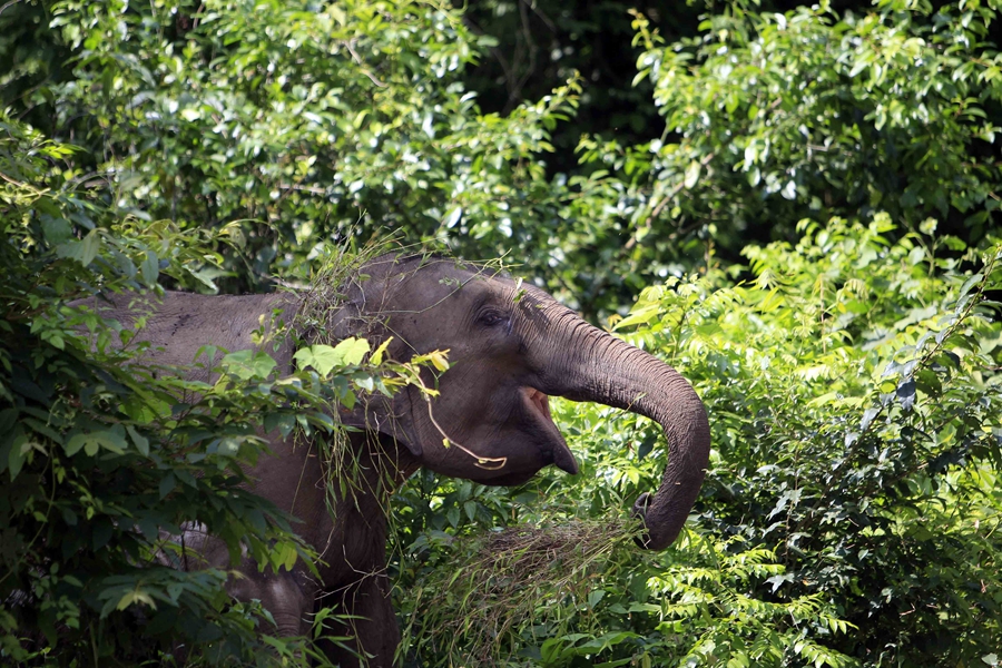 Baby Asian elephant train for release into the wild