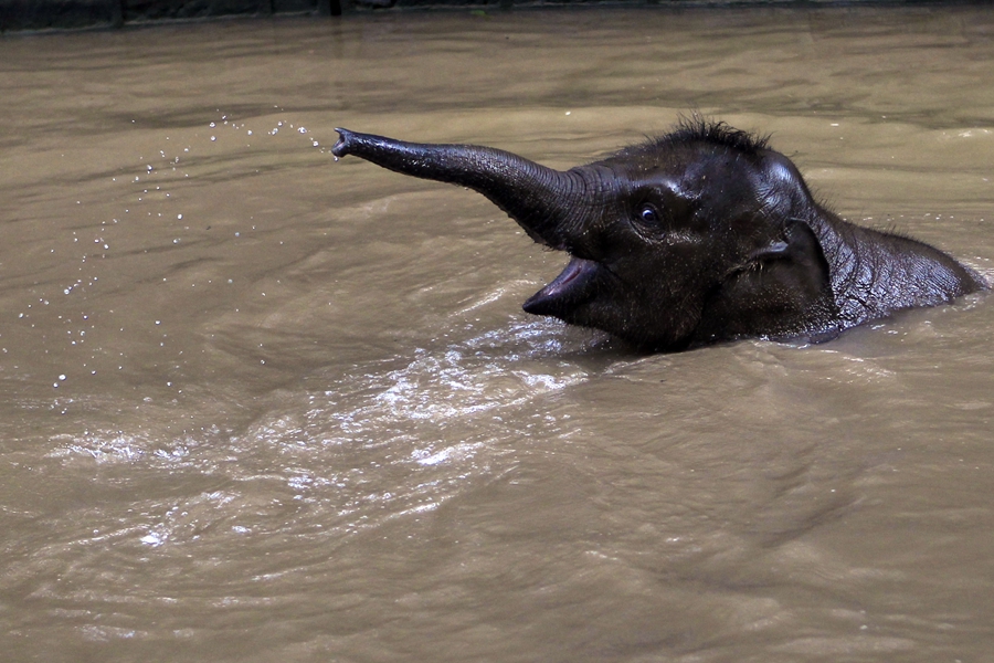 Baby Asian elephant train for release into the wild