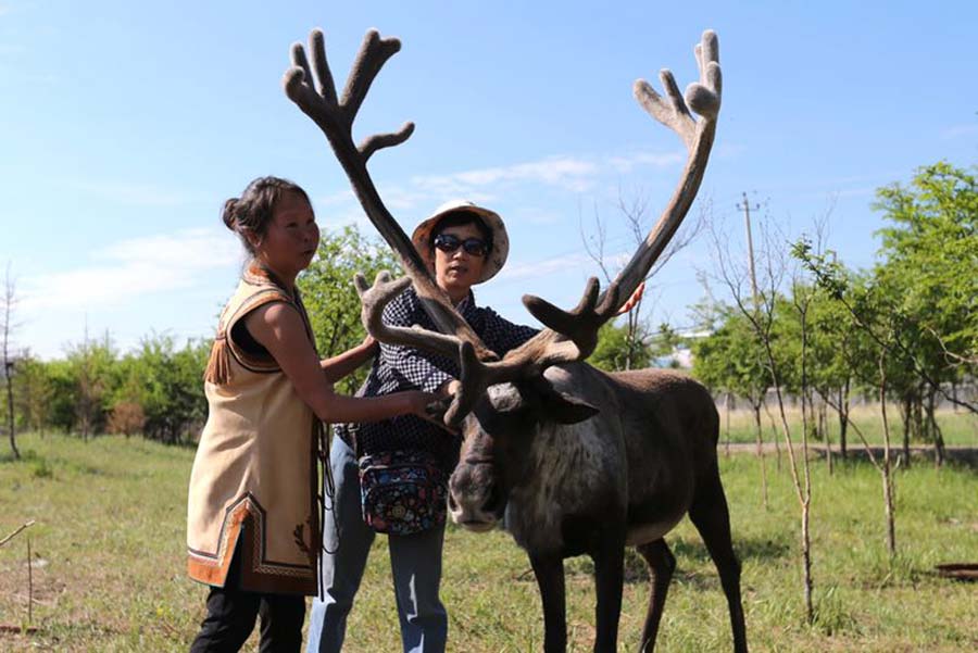 Chinese herdsmen find prosperity from reindeer tourism