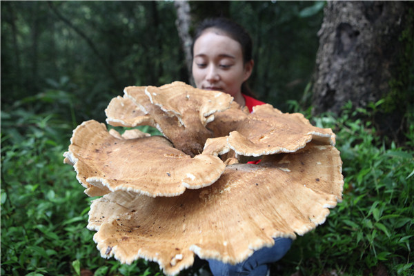 Giant mushroom found in Yunnan