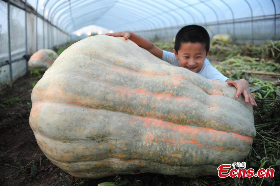 Super pumpkins on display