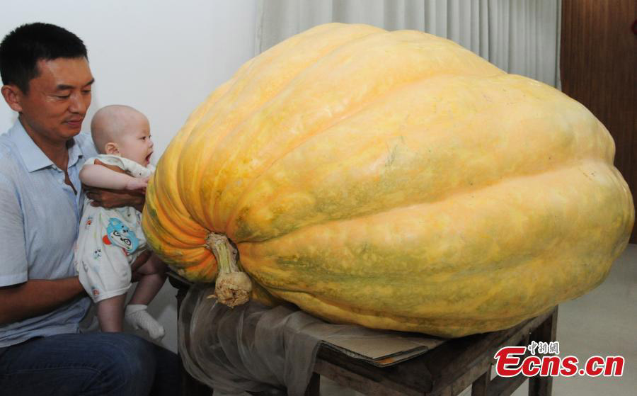 Super pumpkins on display