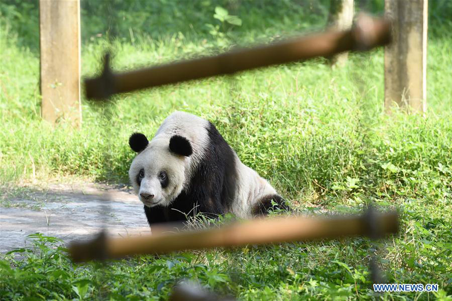 Panda Xinxing's 35th birthday celebrated at Chongqing Zoo