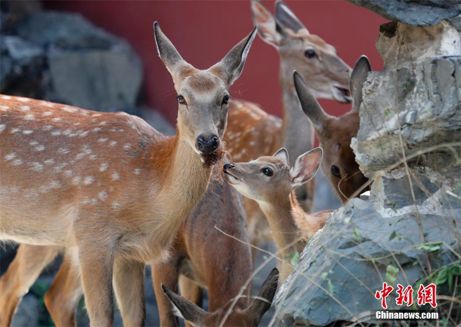 Sika deer to go on public display in Beijing's Palace Museum