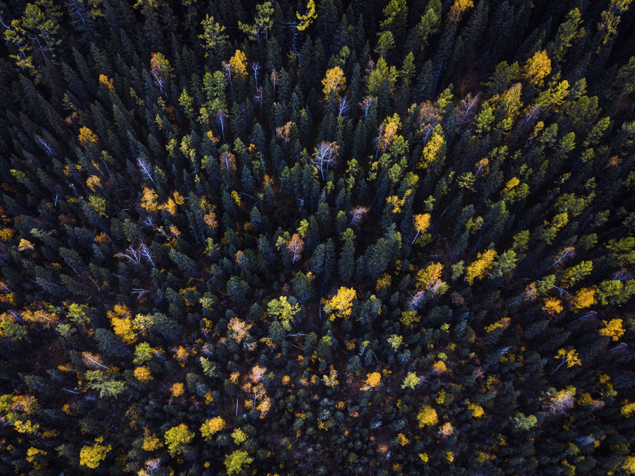 Bathed in blue and gold: Stunning autumn scenes in Xinjiang