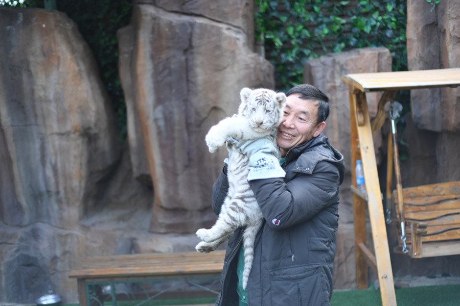 Three white tiger cubs steal the show in Harbin