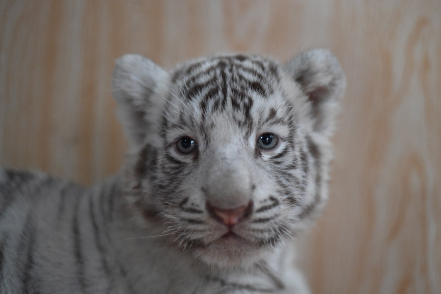 Three white tiger cubs steal the show in Harbin