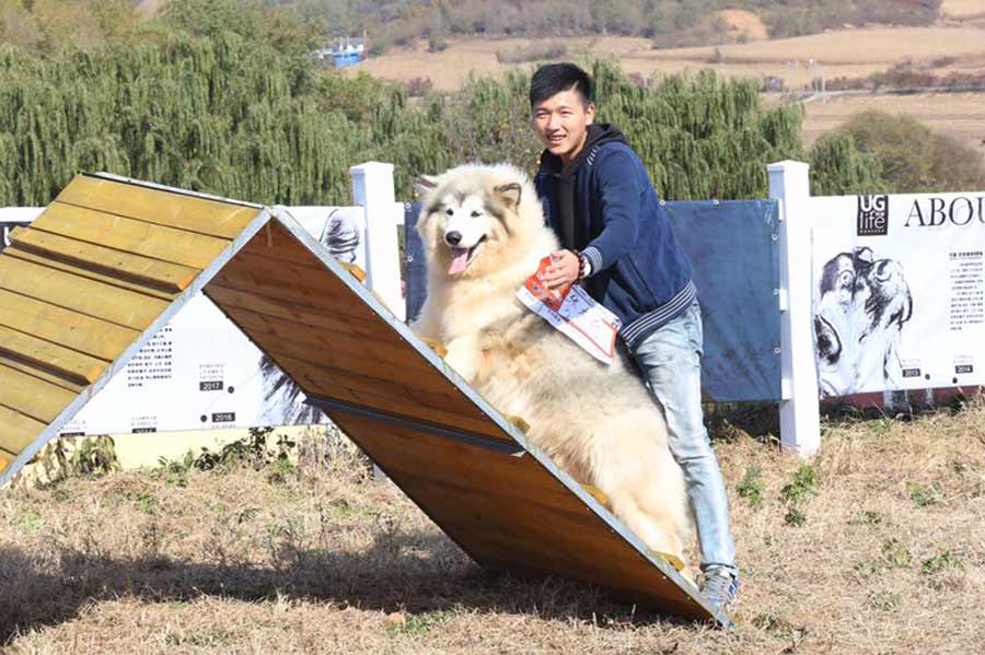 Dogs compete for tasty bite in Shenyang