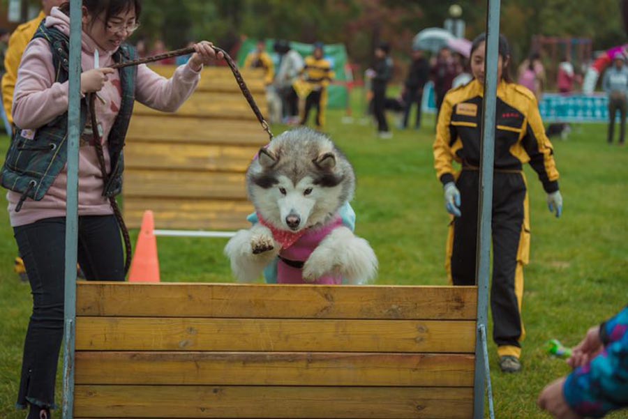 Dogs compete for tasty bite in Shenyang